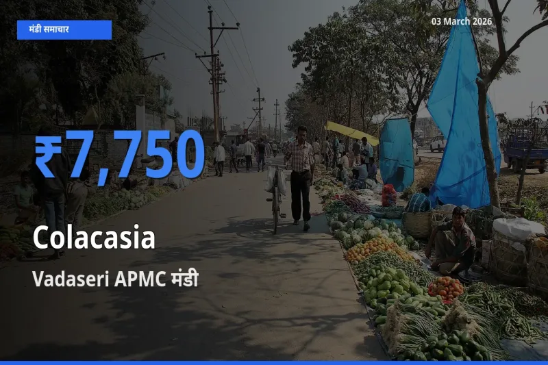आज का मंडी भाव: अरबी के सबसे ज़्यादा दाम Vadaseri APMC में