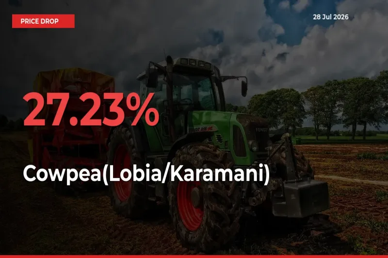 Sudden Shock! Cowpea(Lobia/Karamani) Drops 27.23% in 24 Hours at Top Mandis