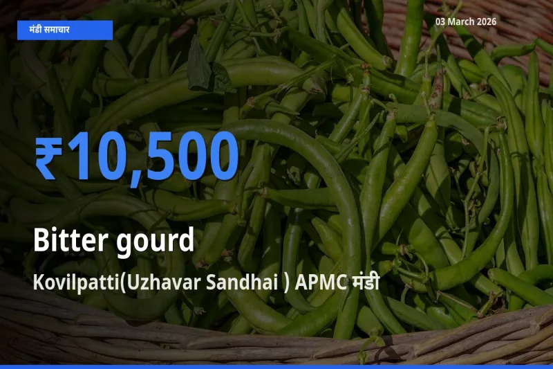 आज करेला के सबसे ऊँचे दाम ₹10,500 Kovilpatti(Uzhavar Sandhai ) APMC मंडी में