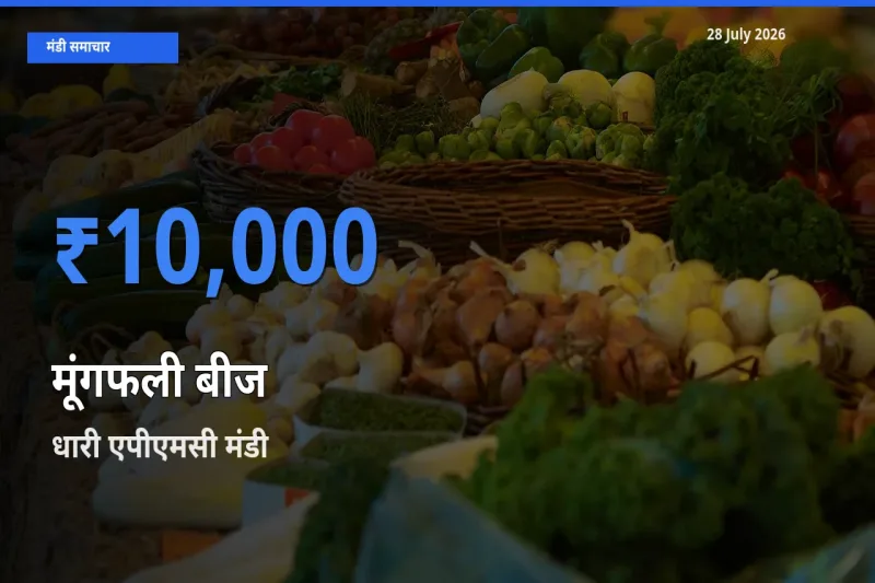 आज का मंडी भाव: मूंगफली बीज के सबसे ज़्यादा दाम धारी एपीएमसी, अमरेली, गुजरात में