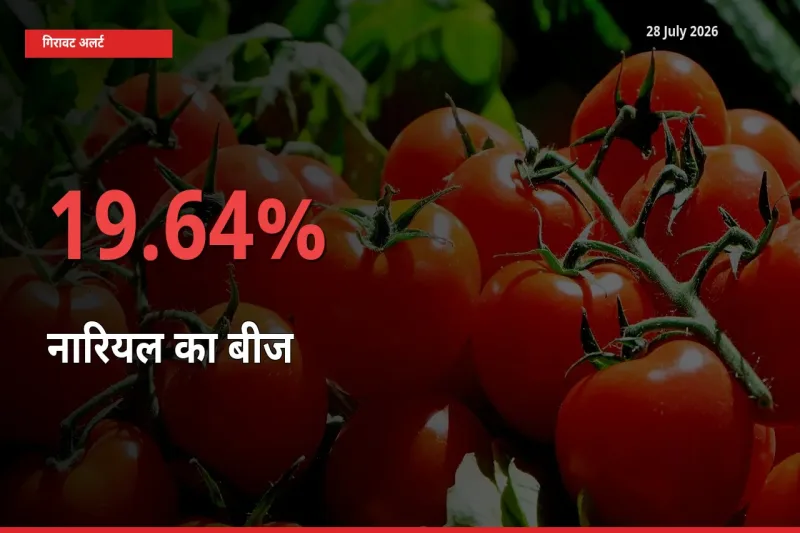 28 July अपडेट: नारियल का बीज के दाम मंडी में 19.64% गिरे