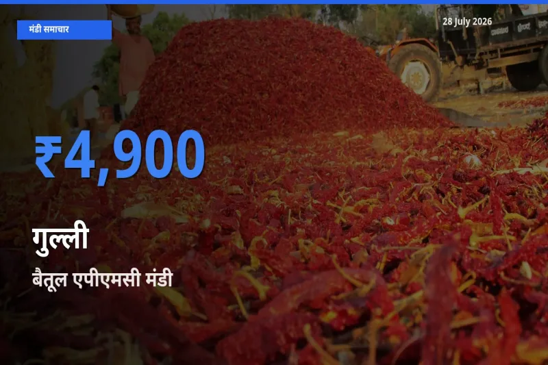 किसानों की पसंद बना बैतूल एपीएमसी, बेतुल, मध्य प्रदेश, गुल्ली के सबसे अच्छे दाम