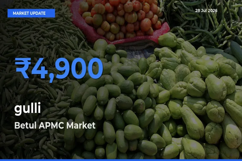 Betul APMC, Madhya Pradesh Tops gulli Mandi Rates Today