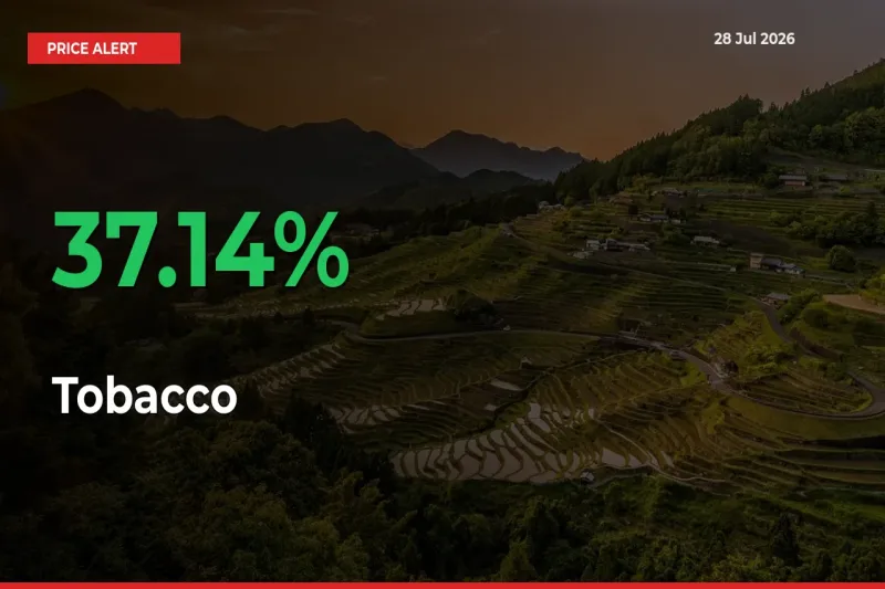 Farmers Cheer as Tobacco Prices Surge 37.14% in Local Mandis