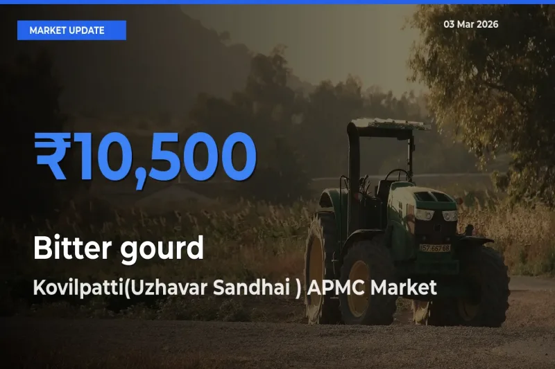 Top Performer! Kovilpatti(Uzhavar Sandhai ) APMC Offers Best Bitter gourd Price Today
