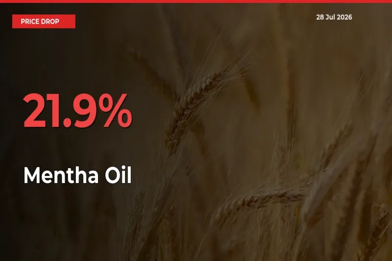 Mentha Oil Mandi Rate Today: Prices Fall 21.9% at Market
