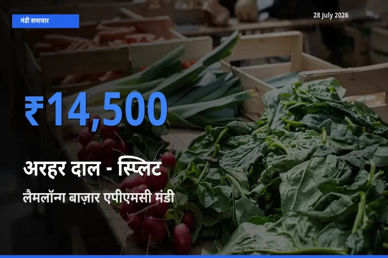 किसानों की पसंद बना लैमलॉन्ग बाज़ार एपीएमसी, इंफाल पूर्व, मणिपुर, अरहर दाल - स्प्लिट के सबसे अच्छे दाम