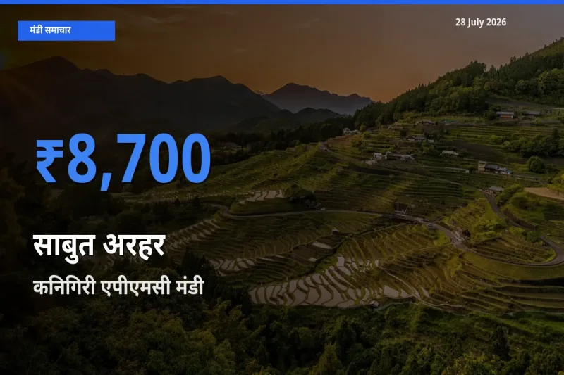 आज का मंडी भाव: साबुत अरहर के सबसे ज़्यादा दाम कनिगिरी एपीएमसी, मार्कापुरम, आंध्र प्रदेश में