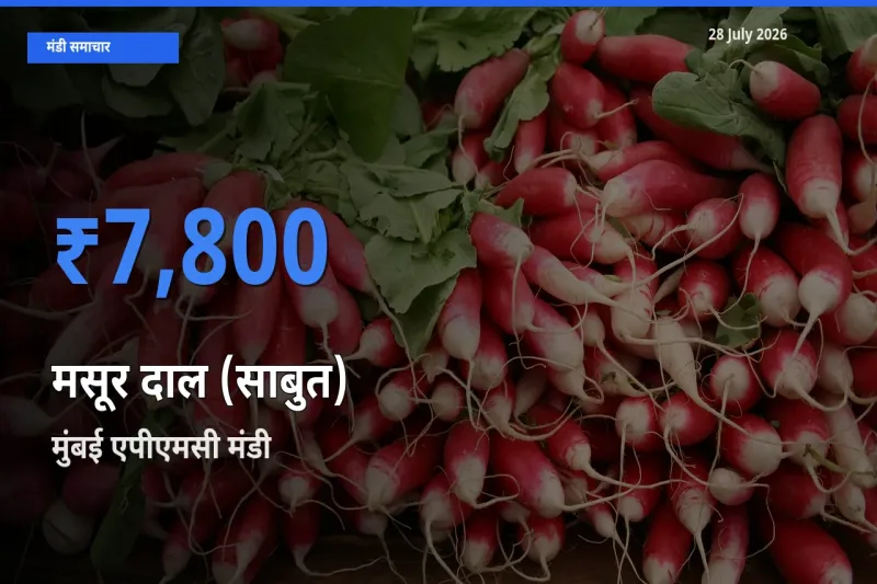 आज का मंडी भाव: मसूर दाल (साबुत) के सबसे ज़्यादा दाम मुंबई एपीएमसी, महाराष्ट्र में