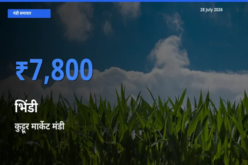 आज का मंडी भाव: भिंडी के सबसे ज़्यादा दाम कुट्टूर मार्केट, पथानामथिट्टा, केरलम में