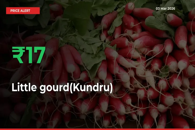 Little gourd(Kundru) Rises 16.69% at Mandis