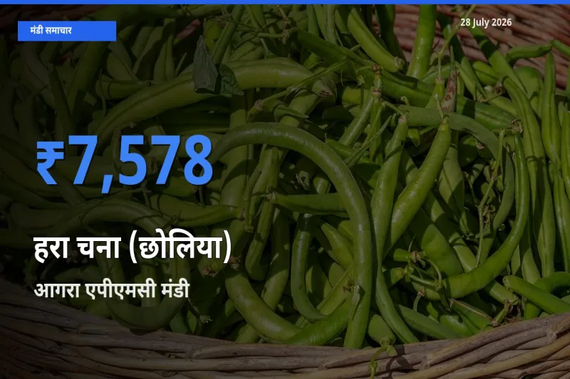 आगरा एपीएमसी, उत्तर प्रदेश मंडी में आज हरा चना (छोलिया) के सबसे ऊँचे दाम दर्ज