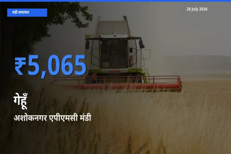 अशोकनगर एपीएमसी, मध्य प्रदेश मंडी में गेहूँ ₹5,065 पर पहुँचा – आज का सर्वोच्च भाव