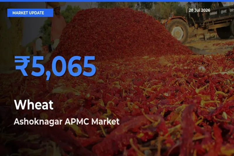 Top Performer! Ashoknagar APMC, Madhya Pradesh Offers Best Wheat Price Today