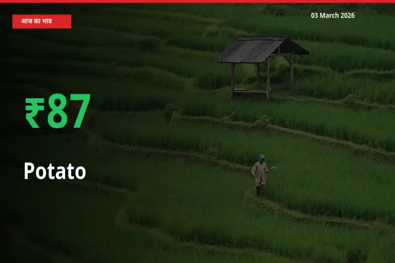 बाज़ार संकेत: आलू के भाव मंडी में 87.3% ऊपर