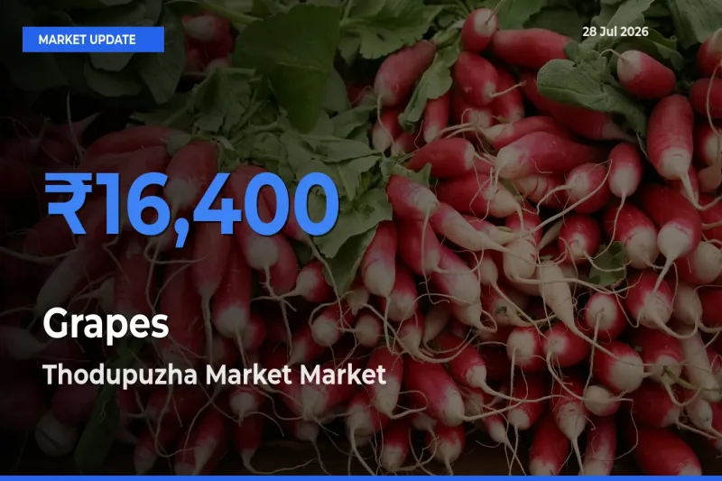 Thodupuzha Market, Idukki, Keralam Leads as Top Mandi for Grapes Prices