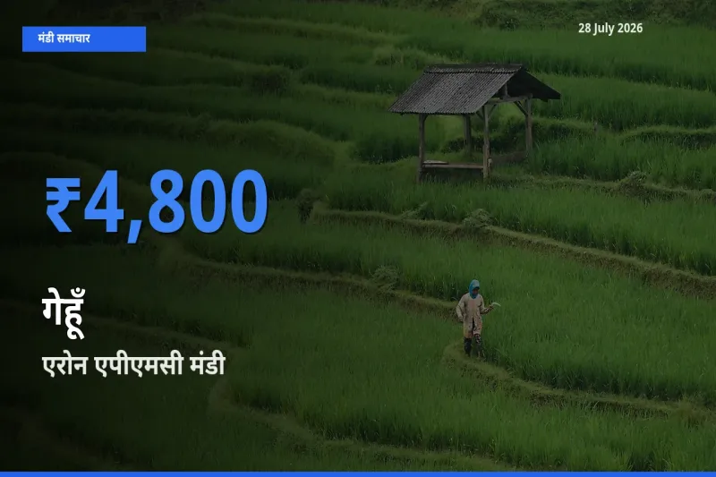एरोन एपीएमसी, गुना, मध्य प्रदेश मंडी में गेहूँ ₹4,800 पर पहुँचा – आज का सर्वोच्च भाव