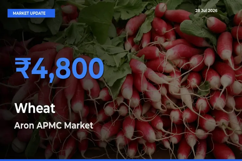 Top Performer! Aron APMC, Guna, Madhya Pradesh Offers Best Wheat Price Today