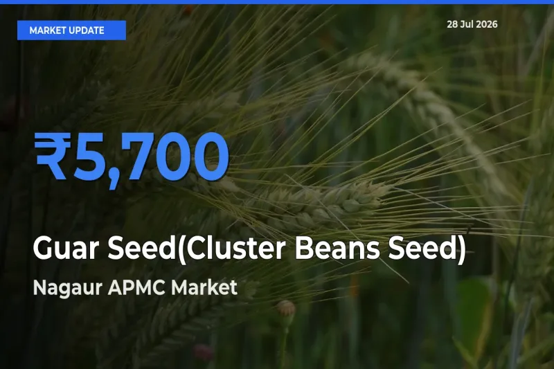 Nagaur APMC, Rajasthan Emerges as Top Mandi for Guar Seed(Cluster Beans Seed) Prices Today