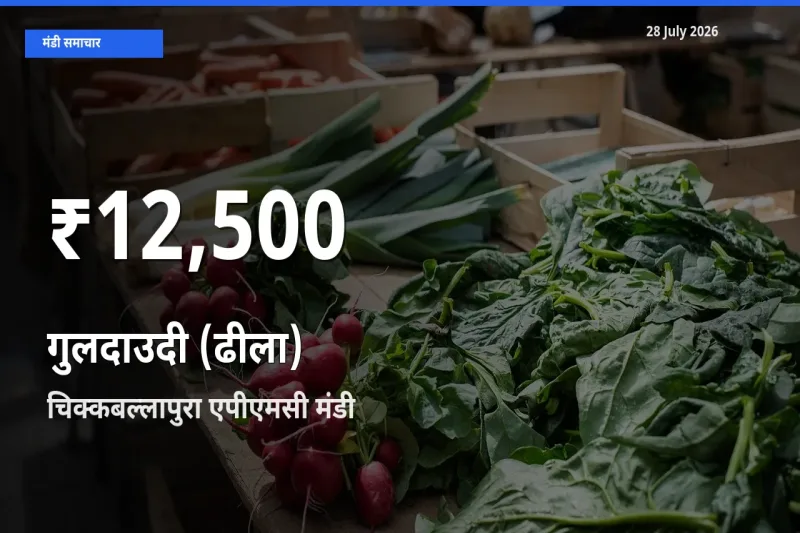 गुलदाउदी (ढीला) के दामों में गिरावट, चिक्कबल्लापुरा एपीएमसी, चिकबलपुर, कर्नाटक में 30 दिन का न्यूनतम भाव