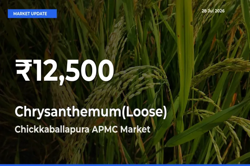 Chrysanthemum(Loose) Hits 30-Day Low in Chickkaballapura APMC, Chikkaballapur, Karnataka