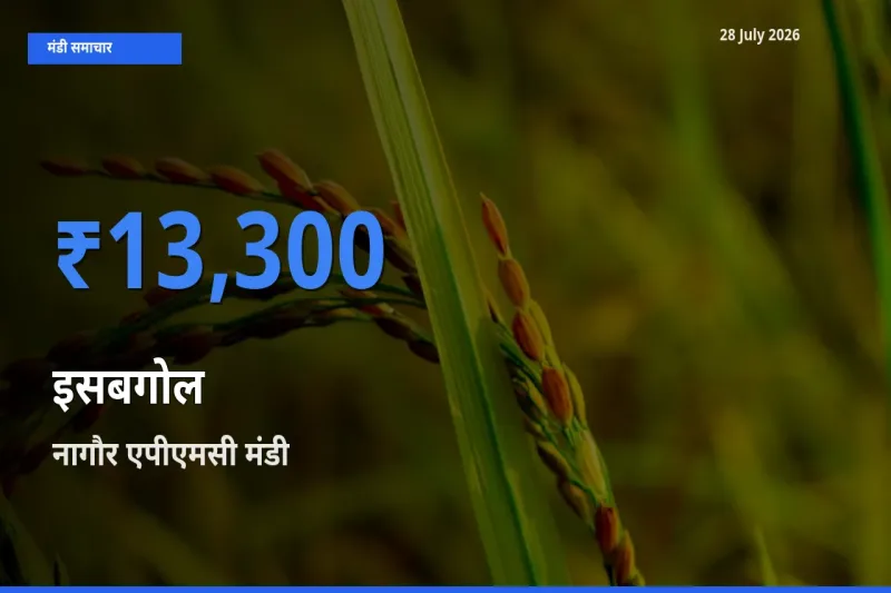 नागौर एपीएमसी, राजस्थान मंडी में इसबगोल ₹13,300 पर पहुँचा – आज का सर्वोच्च भाव