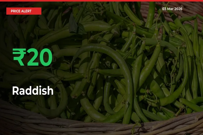Raddish Rises 19.55% at Mandis