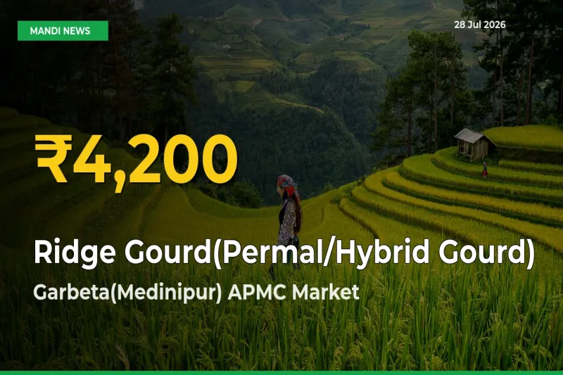 Big Jump in Ridge Gourd(Permal/Hybrid Gourd) Prices! Garbeta(Medinipur) APMC, Medinipur(W), West Bengal Records New Peak Today