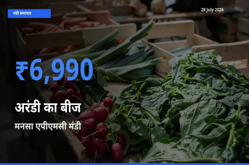 किसानों की पसंद बना मनसा एपीएमसी, गांधीनगर, गुजरात, अरंडी का बीज के सबसे अच्छे दाम