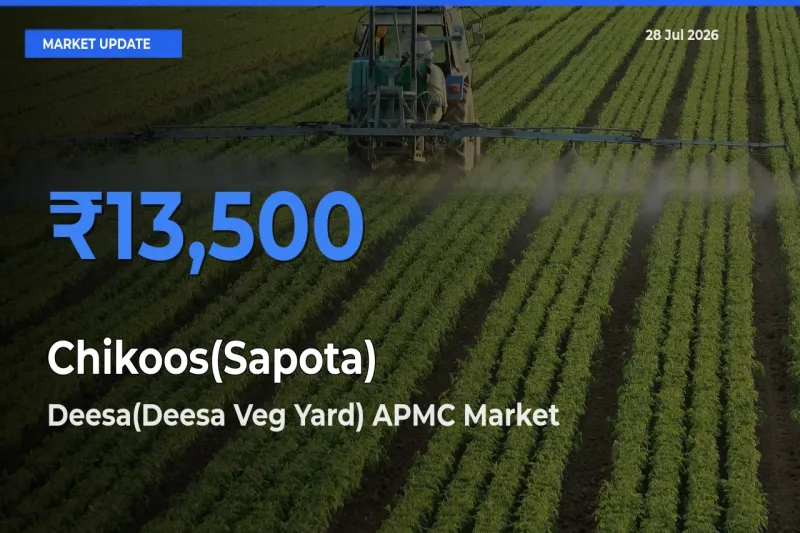 Top Performer! Deesa(Deesa Veg Yard) APMC, Banaskanth, Gujarat Offers Best Chikoos(Sapota) Price Today