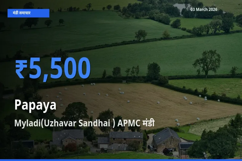 आज पपीता के सबसे ऊँचे दाम ₹5,500 Myladi(Uzhavar Sandhai ) APMC मंडी में