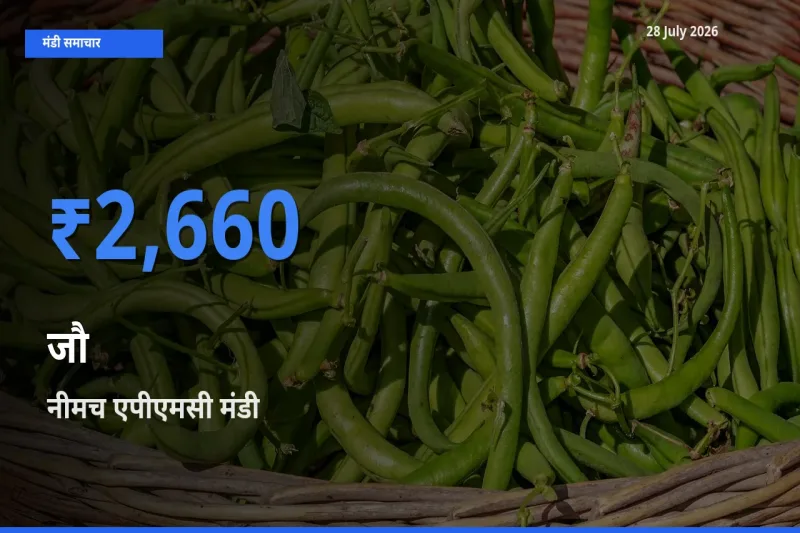 नीमच एपीएमसी, मध्य प्रदेश मंडी में जौ ₹2,660 पर पहुँचा – आज का सर्वोच्च भाव