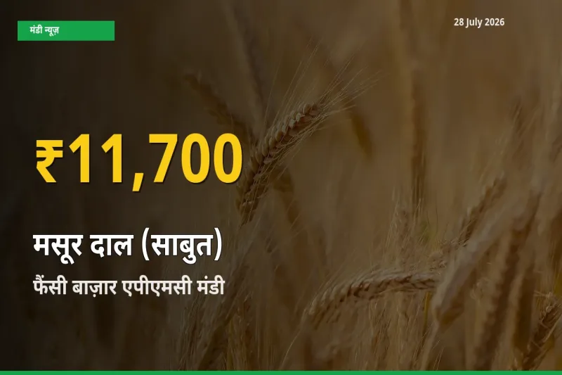 मसूर दाल (साबुत) के दामों ने बनाया नया रिकॉर्ड, फैंसी बाज़ार एपीएमसी, कामरूप, असम में तेज़ी