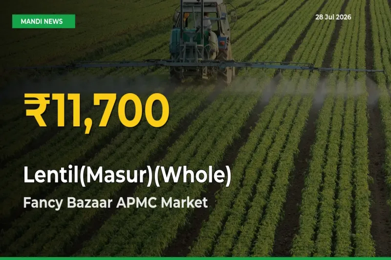 Why Lentil(Masur)(Whole) Prices Are Climbing in Fancy Bazaar APMC, Kamrup, Assam – Today’s New High Explained