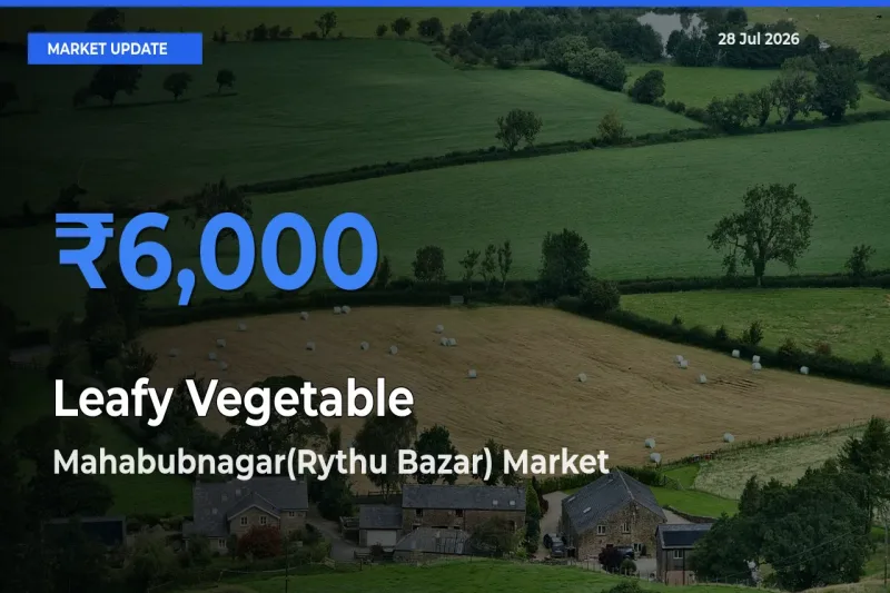 Mahabubnagar(Rythu Bazar), Mahbubnagar, Telangana Leads as Top Mandi for Leafy Vegetable Prices