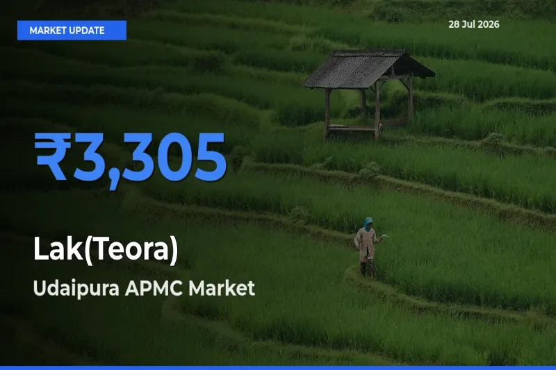 Udaipura APMC, Raisen, Madhya Pradesh Records Highest ₹3,305 Rate for Lak(Teora)