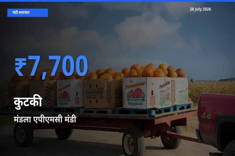 मंडला एपीएमसी, मध्य प्रदेश मंडी में कुटकी ₹7,700 पर पहुँचा – आज का सर्वोच्च भाव