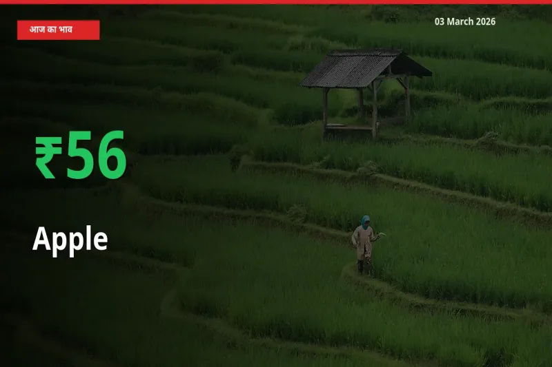 स्थानीय मंडी में सेब के दाम अचानक 56.12% उछले, किसान सतर्क