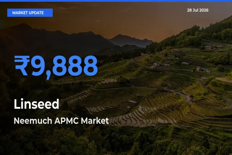 Neemuch APMC, Madhya Pradesh Offers ₹9,888 – Highest Linseed Rate Today