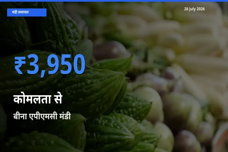 बीना एपीएमसी, सागर, मध्य प्रदेश मंडी में आज कोमलता से के सबसे ऊँचे दाम दर्ज