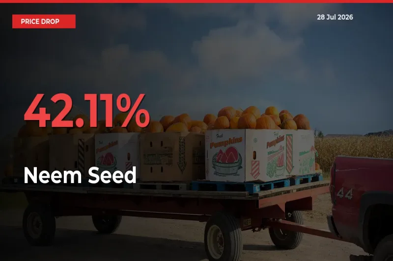 This Mandi Records 42.11% Fall in Neem Seed Prices