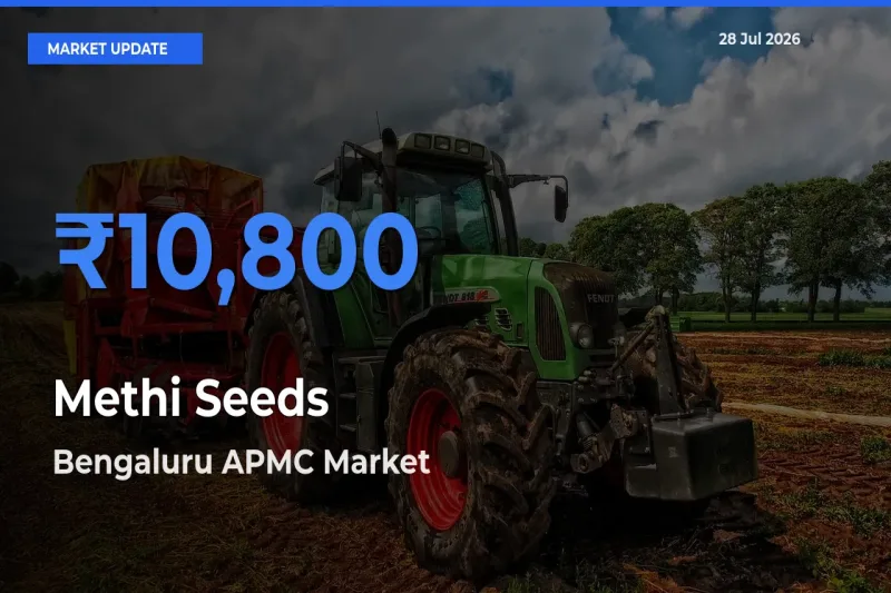 Bengaluru APMC, Karnataka Leads as Top Mandi for Methi Seeds Prices