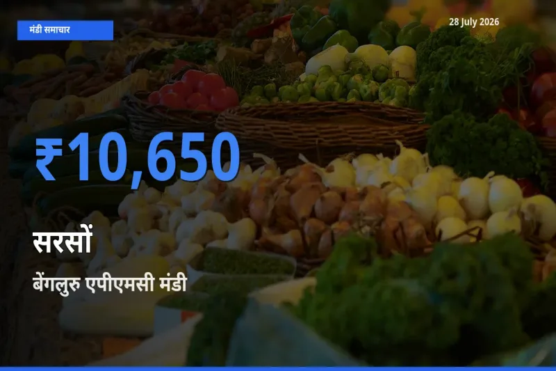 बेंगलुरु एपीएमसी, कर्नाटक मंडी में आज सरसों के सबसे ऊँचे दाम दर्ज