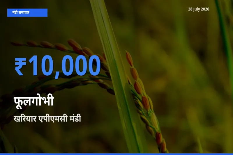 आज फूलगोभी के सबसे ऊँचे दाम ₹10,000 खरियार एपीएमसी, नुआपाड़ा, ओडिशा मंडी में
