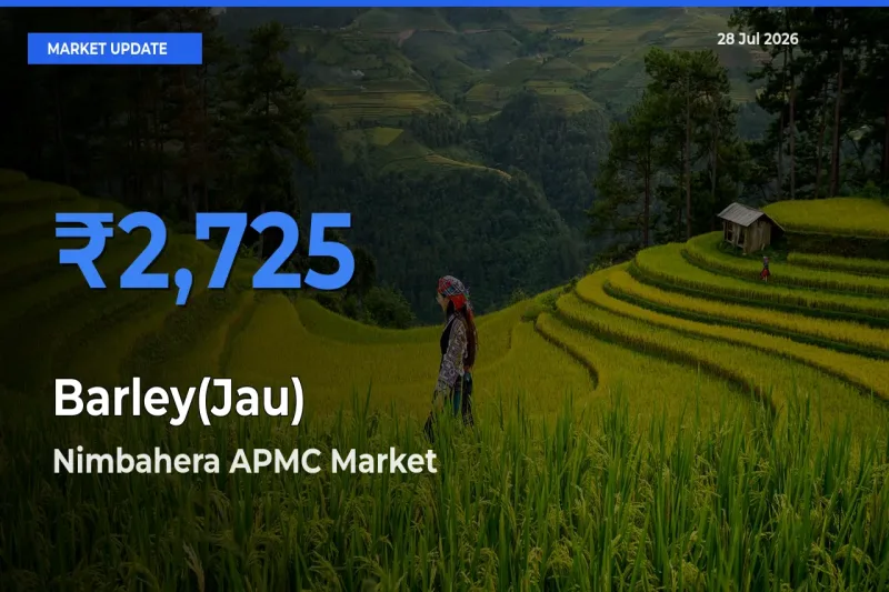 Nimbahera APMC, Chittorgarh, Rajasthan Emerges as Top Mandi for Barley(Jau) Prices Today