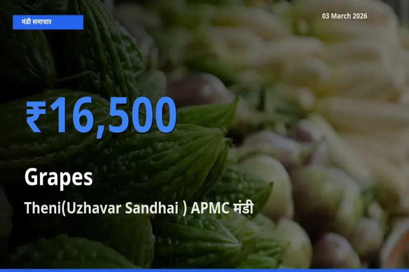 Theni(Uzhavar Sandhai ) APMC मंडी में आज अंगूर के सबसे ऊँचे दाम दर्ज