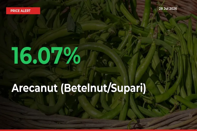 Farmers Cheer as Arecanut (Betelnut/Supari) Prices Surge 16.07% in Local Mandis