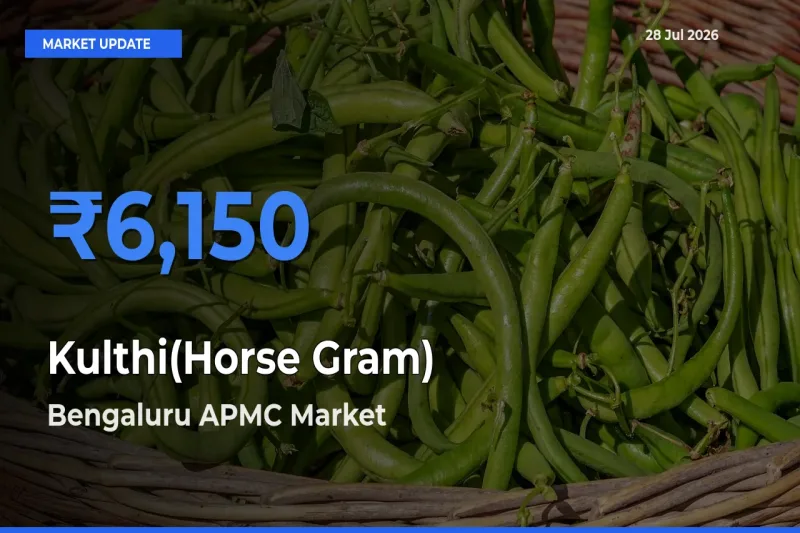 Market Watch: Bengaluru APMC, Karnataka Becomes Top Mandi for Kulthi(Horse Gram)