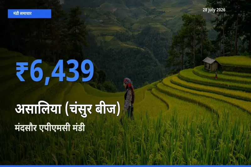 टॉप मंडी बना मंदसौर एपीएमसी, मन्दसौर, मध्य प्रदेश! असालिया (चंसुर बीज) के सबसे ऊँचे दाम यहीं दर्ज