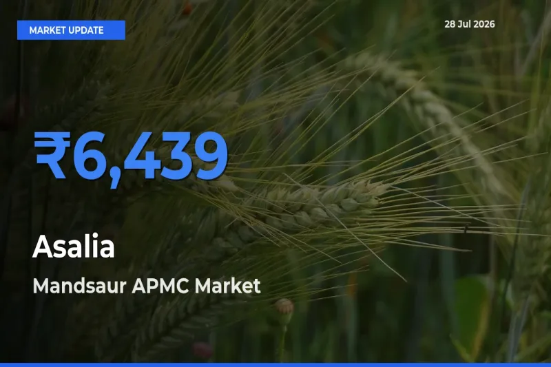 Asalia Mandi Rate Today: Mandsaur APMC, Madhya Pradesh Tops the List